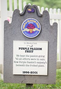 Purple Passion Fruit